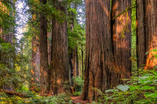 redwoods california nationalpark artsy aurorahdr hdr trees tree horizontal landscapes landscape plants outdoors outside