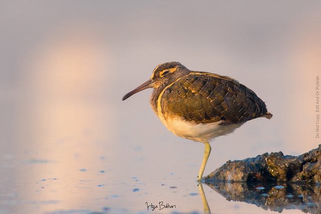 Painted Snipe ( Male )