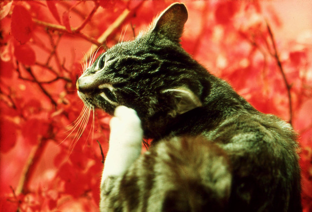 Cat, with infrared, 1960s