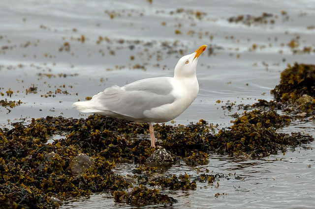 Glaucous gull / Hvítmáfur (Larus hyperboreus)