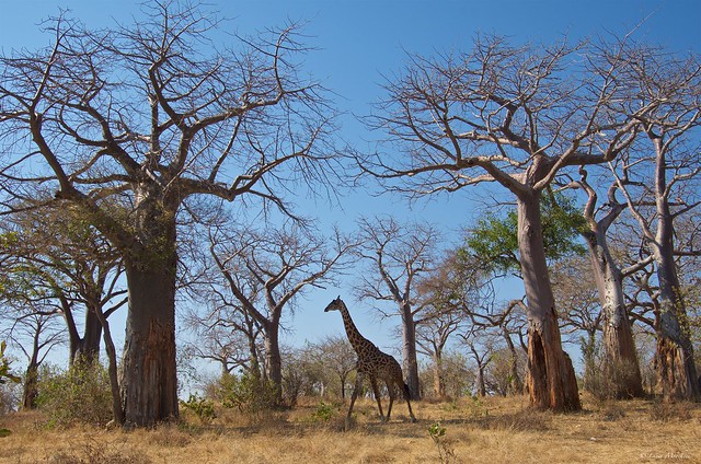 IMGP5194 Giraffe and baobabs
