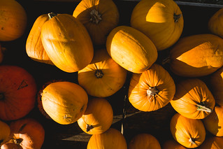 Pumpkins season
