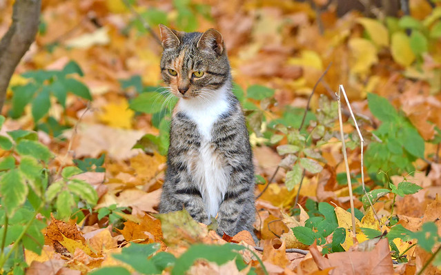 - I see a mouse!!! (Autumn cats -series)