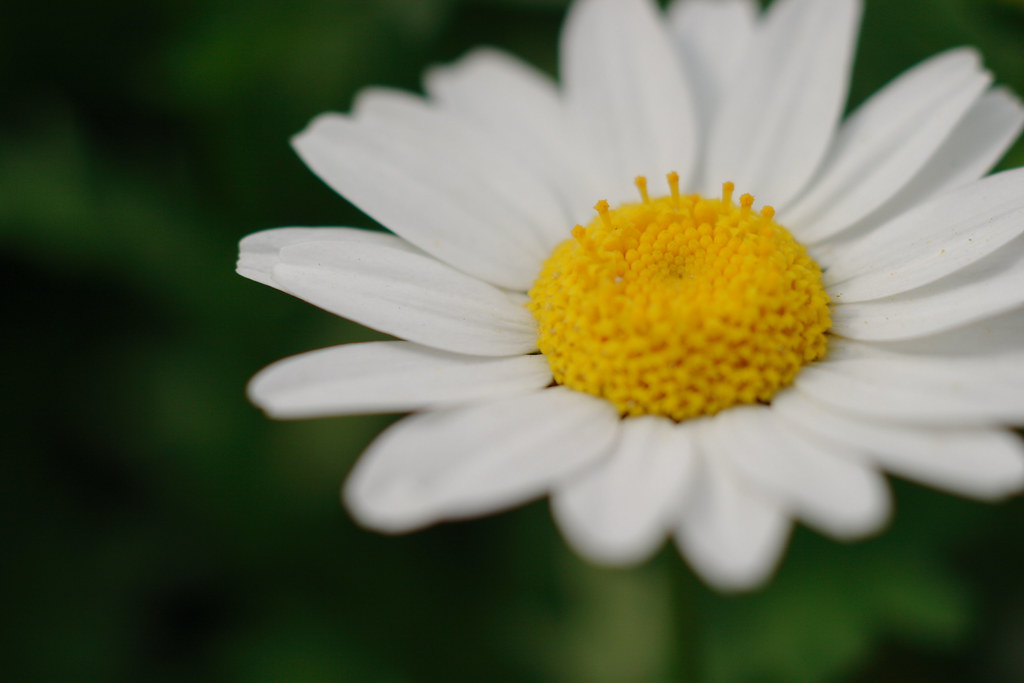 white & yellow