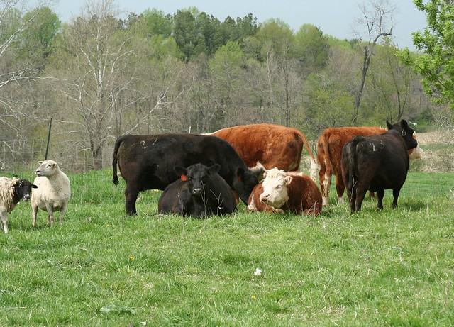 Miniature cattle