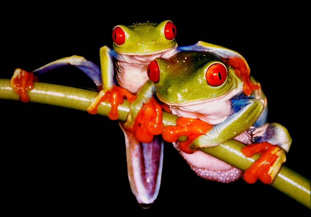 POISONOUS COLORFUL FROGS