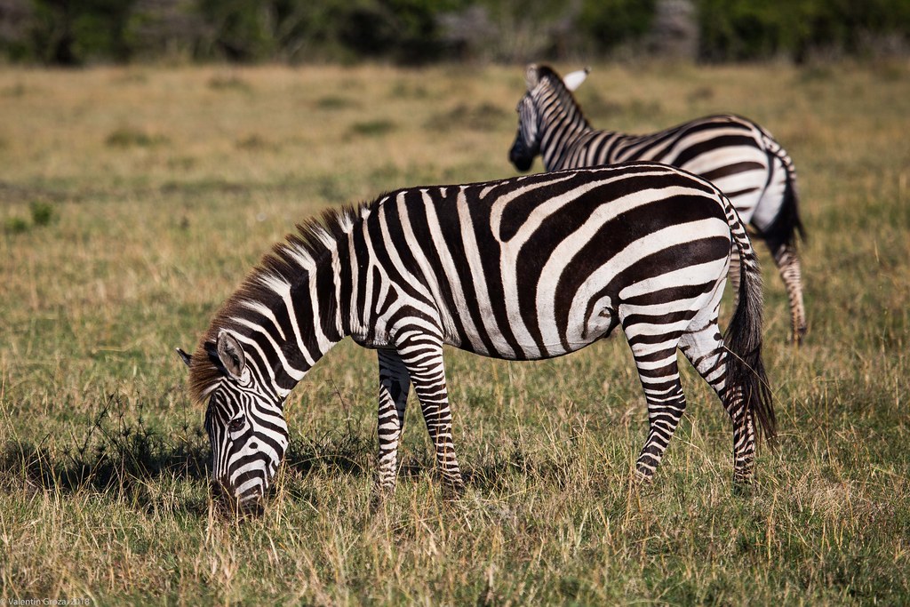 Maasai Mara_13sep18_27_zebra
