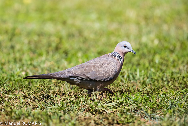 Spotted Dove, Pearl City, Oahu, Hawaii, US
