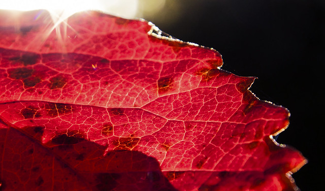 Glittery autumn vine leaf
