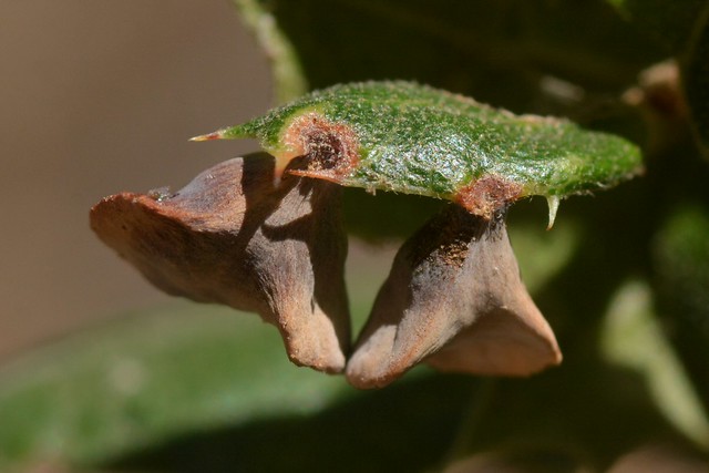 Spring galls of the Live Oak Apple Gall Wasp