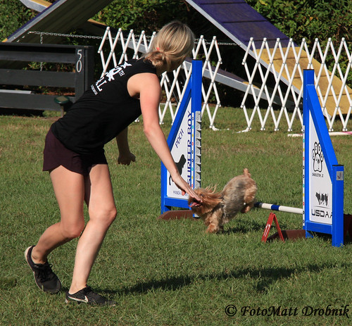 IMG_6240 | Saturday action at the 100th Agility Trial for LC… | Flickr