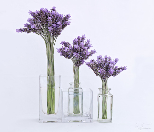 Long Stemmed Lavender
