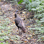 Wild Turkey Turkey on the trail at Fort Ridgley State Park in Renville County, Minnesota.