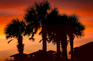 Palm tree silhouette at sunset in Pensacola Florida
