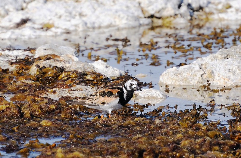 20180530-139F | Steinwälzer (Arenaria interpres) auf Fårö. Gotland/Schweden, 30.05.2018