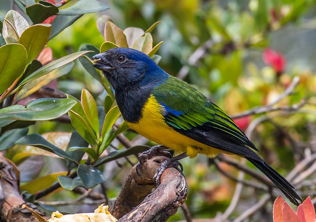 Black-chested Mountain Tanager (Cnemathraupis eximia)