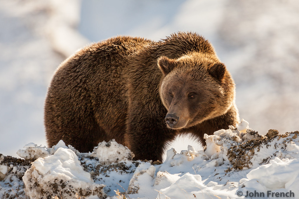 Grizzly Bear - Denali National Park
