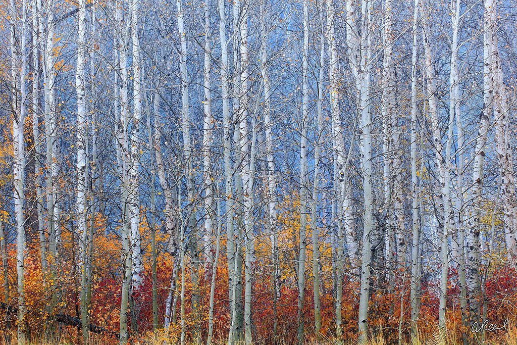The grove of the dancing birches. Aaron Reed Photography. Aaron Reed художник.