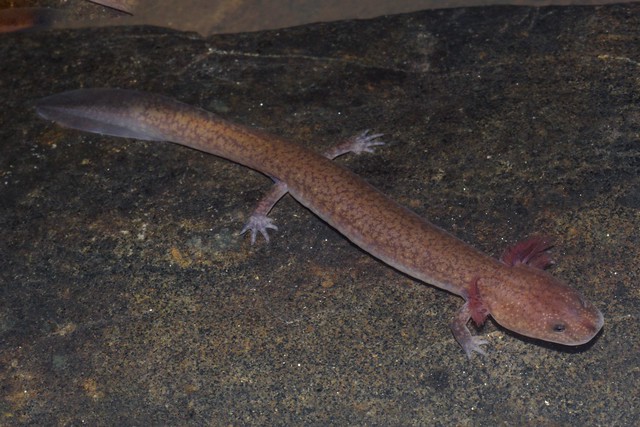 Spring Salamander - Gyrinophilus porphyritcus