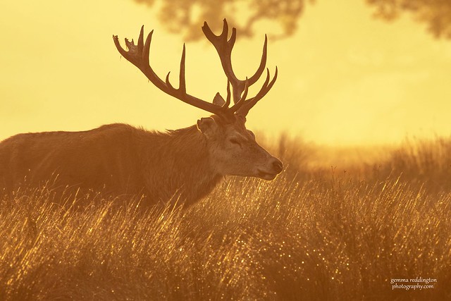 Stag in sunlight