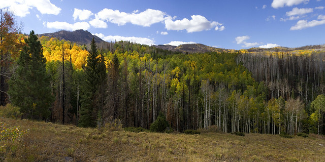 Contrasts, the Brian Head Fire has spared some Aspen stands