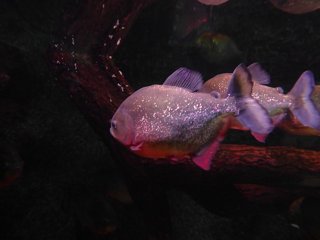 Piranha Ripley's Aquarium Gatlinburg TN