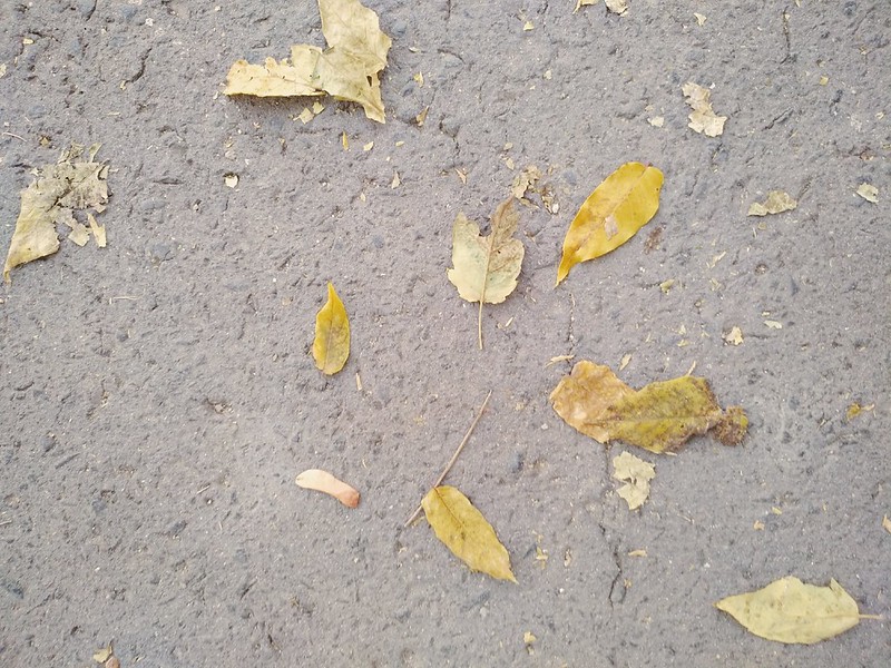 Fallen Leaves #8