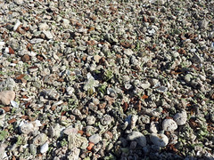 0184 - Coarse shell beach_n of blowholes, near Carnarvon, W Australia_Aug 2018