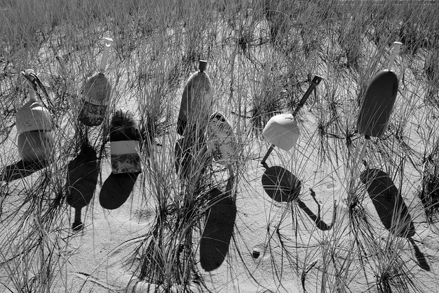 COLLECTED ON A DUNE B+W