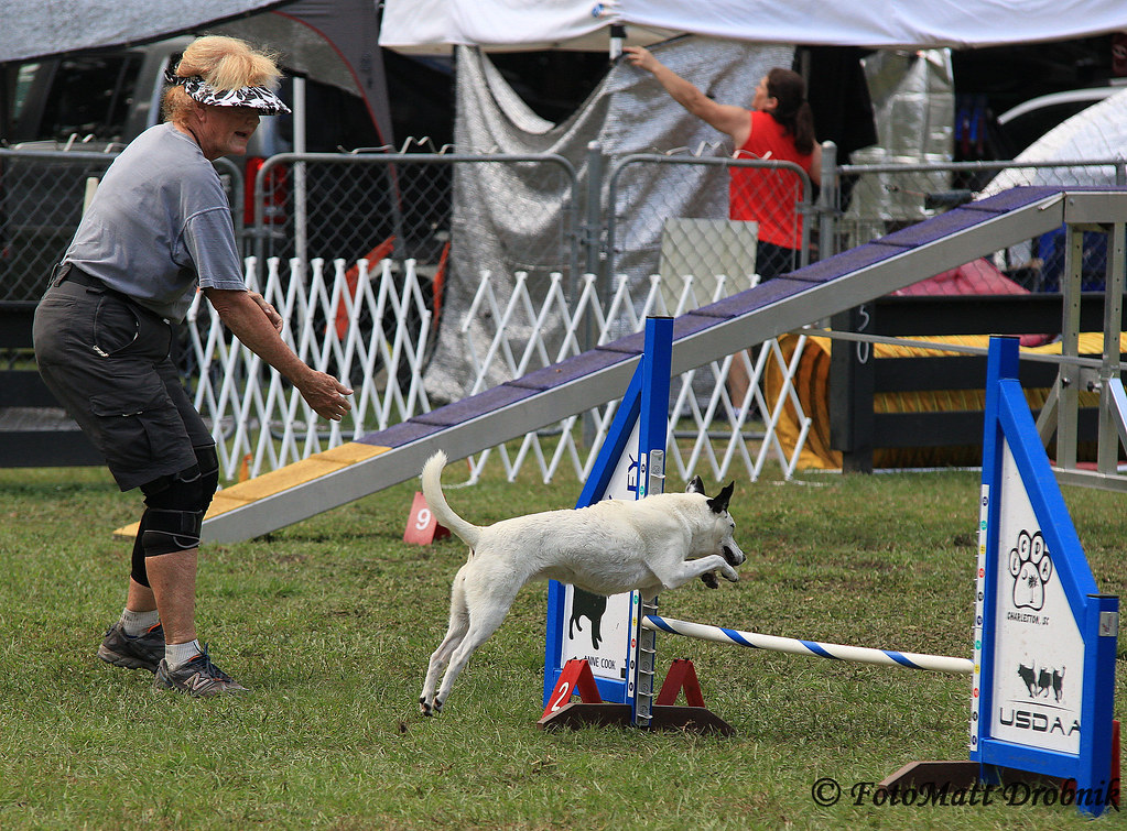 IMG_6843 | Sunday action at the 100th Agility Trial for LCDA… | Flickr