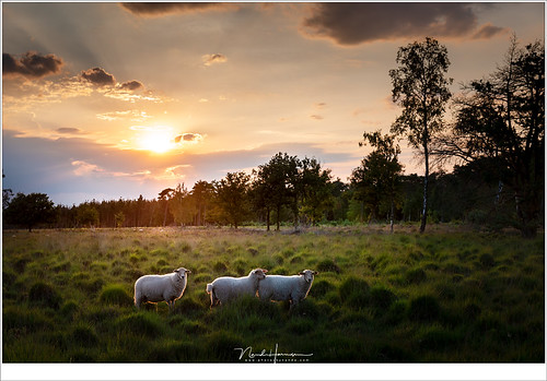 avond cameraland heide landschap leica leicasl natuur review schemering strabrechtseheide test zonsondergang schapen vee grazers