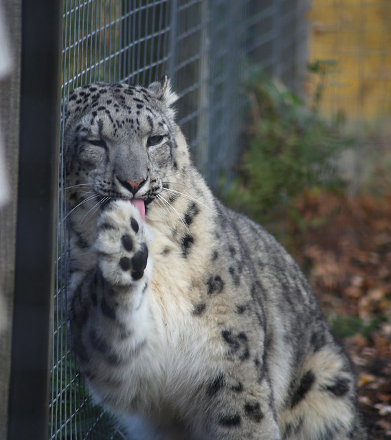 Snow Leopard at Highland Wildlife Park