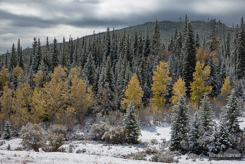 bighornmountains bighornnationalforest wyoming september fall autumn morning snow snowy fresh snowfall nikond750 tamron2470mmf28 foliage color colorful yellow gold golden aspen trees clouds huntercreekroad