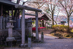 Mt Yoshino Sakura - Nara, Japan