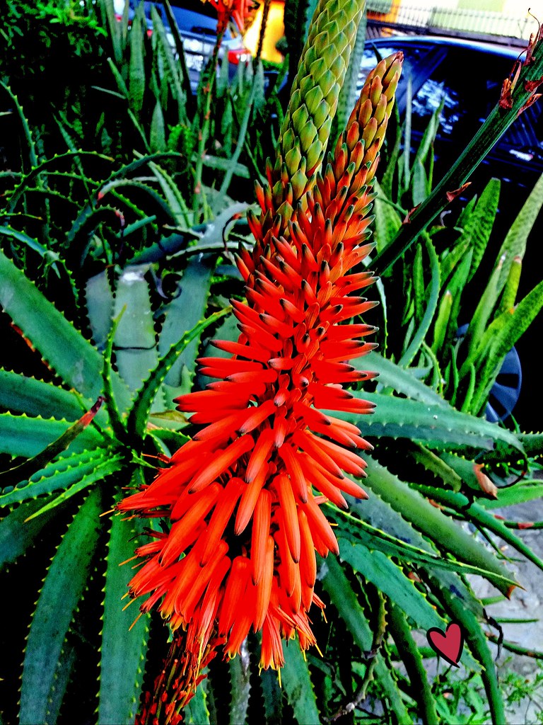 Flor de - (zabila) | Aloe vera - Zabila Amigos, muchas … Flickr