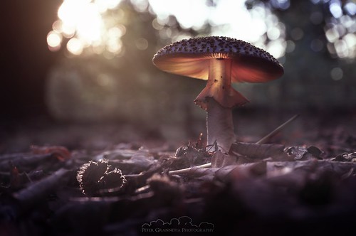 Fall Colors | by petergrannetia1