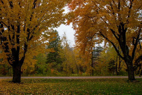 fall autumn leaves color yard