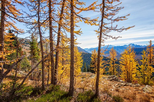 larch gold landscape trees mountains