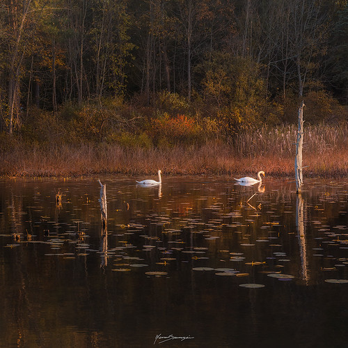 FOUR by Nenad Spasojevic, Where are you going next? After a quick jump in to a fall in my home town it's time to go back to na