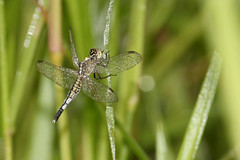 Trumpet tail (Acisoma panorpoides)female.