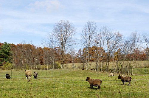 vestal newyork autumn 21stcenturycountryside landscape appalachianmountains pasture sheep ovisaries shipsinthefilled leetlebahbahbahs askzorrothegayblade
