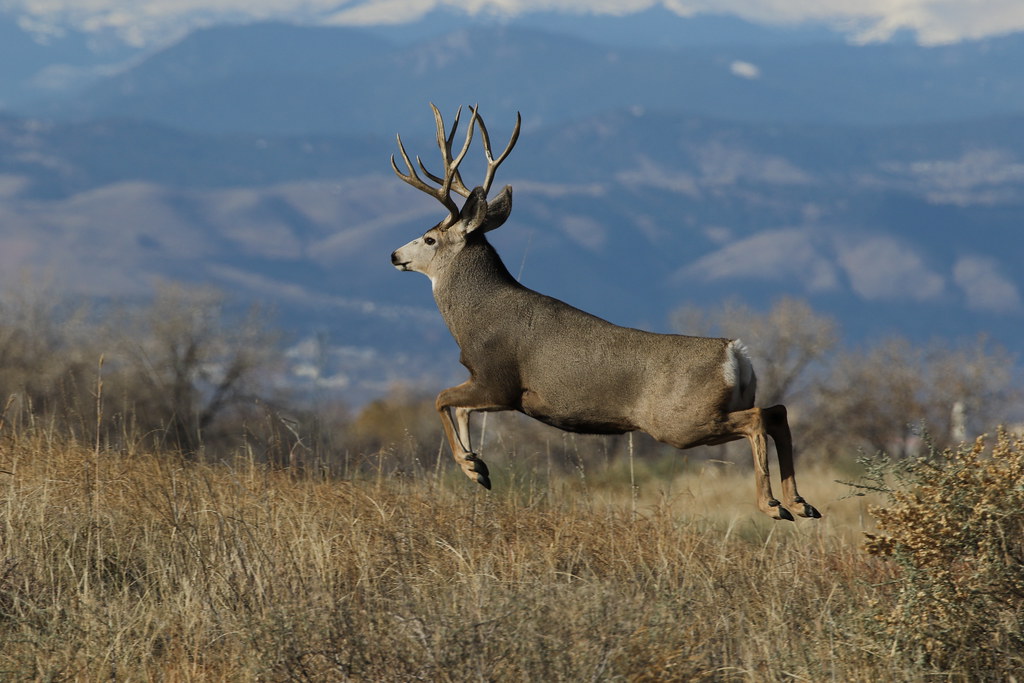Big Mule Deer Buck Bounding Along A Ridge | Ray F. | Flickr