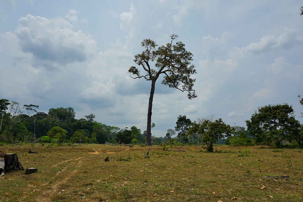 Lonely Brazil nut tree. Photo by Yoly Gutierrez/CIFOR cifor.org forestsnews.cifor.org...