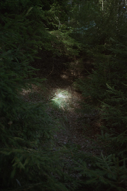 La luce nel bosco