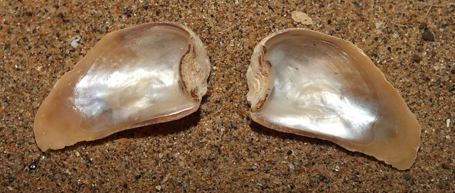 Finger oyster (Vulsella vulsella) subadult under side