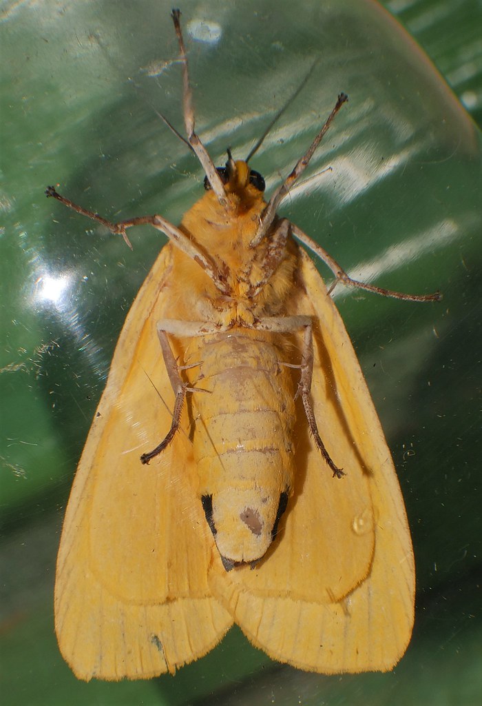 10 Spot yellow moth Agape chloropyga Aganainae Erebidae Airlie Beach rainforest P1430019
