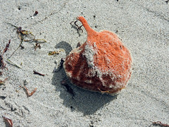 Orange sponge with stem_Pint Moore Beach, Geraldton, W Australia_Aug 2018