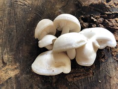 201810111307009 (Hypsizygus tessulatus) Mushroom on Basswood Tree - Manitoulin Island