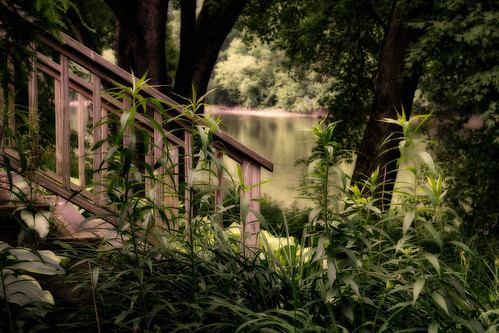 nature river tree water forest outdoors landscape scenics stream greencolor tranquilscene woodland beautyinnature old plant newyork owego susquehanna sony alpha a6000 stairs