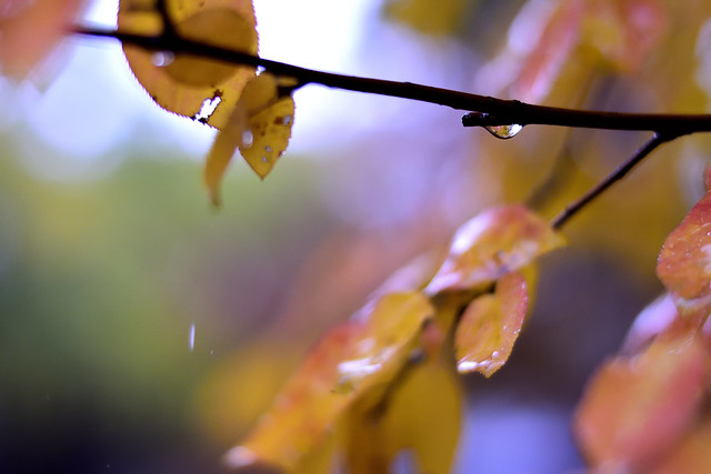 Fall rain 1